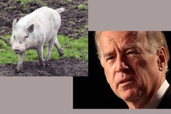 Pigs-and-joe-biden