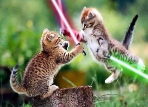 Jedi Kitties